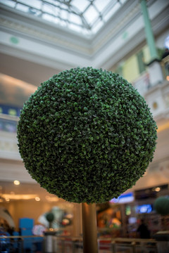绿色植物球