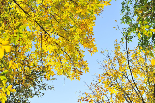 秋色  秋景  黄树叶