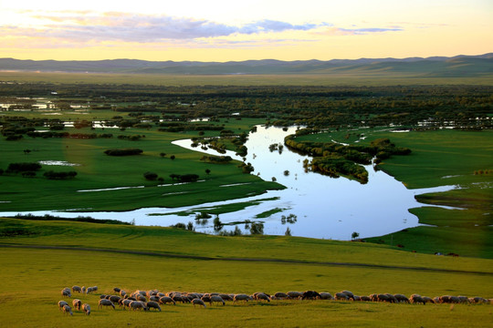 夏季湿地牧场落日羊群