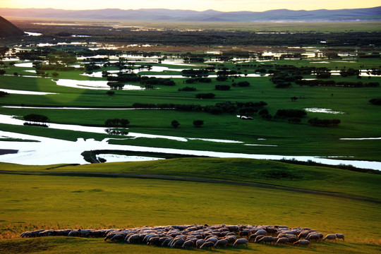 湿地牧场河流羊群