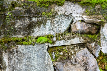 苔藓石墙