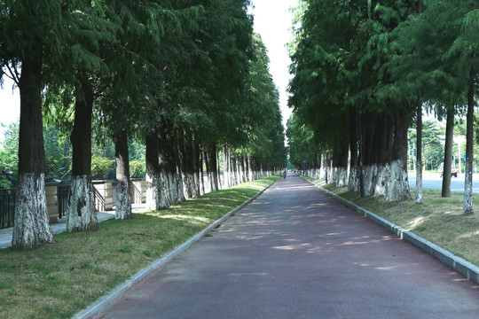 绿道 公园  路