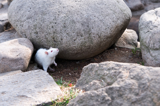 公园里的小白鼠