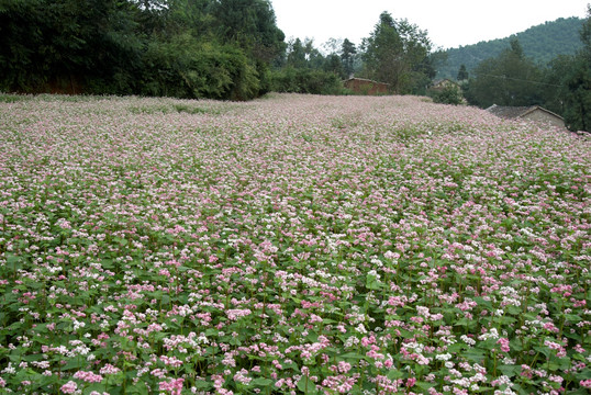 高原荞花