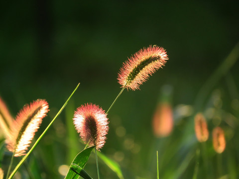 狗尾草