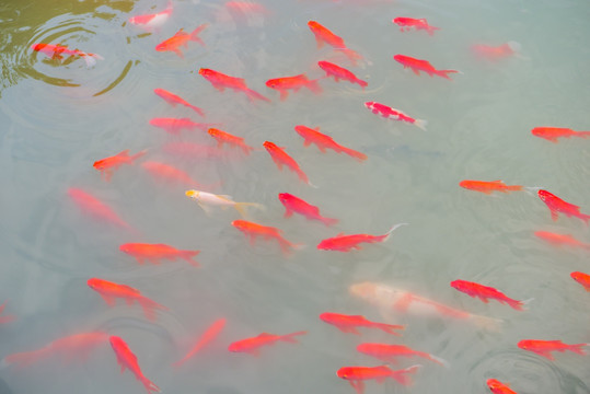 池塘 红鲤鱼 一群鱼