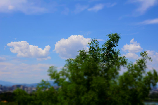 树枝与天空