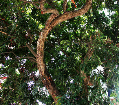 龙眼树