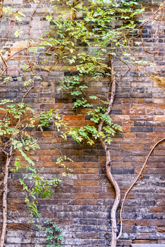 青砖墙 爬藤植物