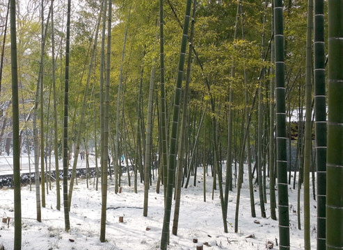 竹林积雪