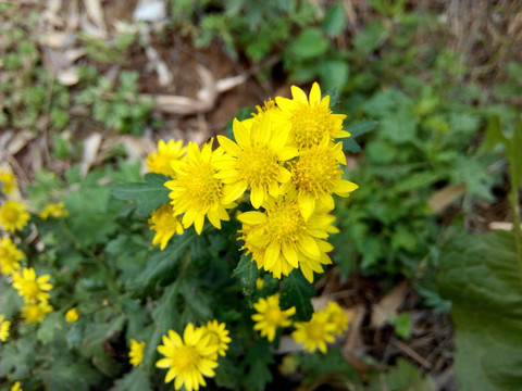 野菊花