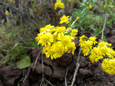 小菊花