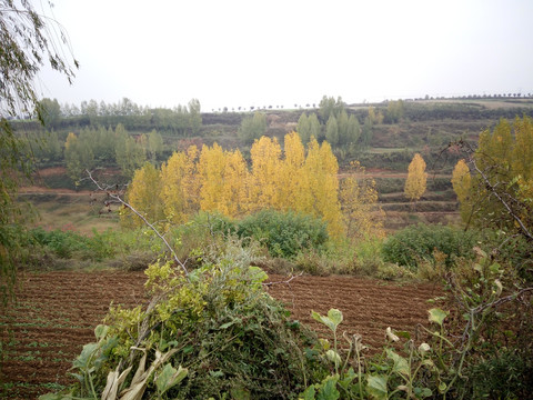 胡杨林
