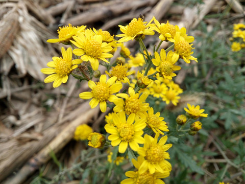 小菊花