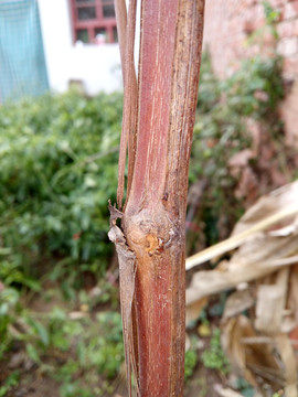 葡萄树