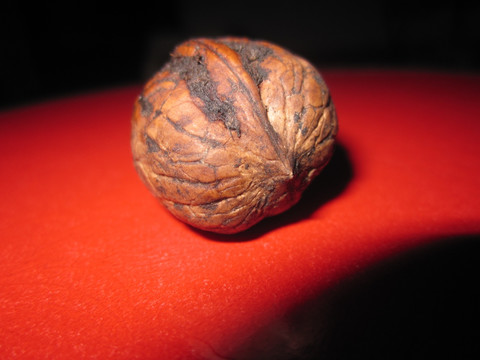 老树核桃