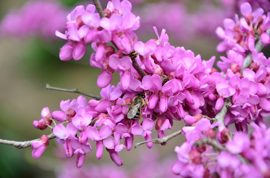 紫薇花 蜜蜂采蜜