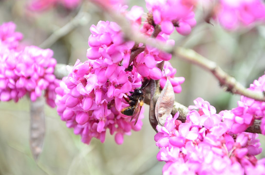 紫薇树 蜂 蜜蜂 采蜜 花卉