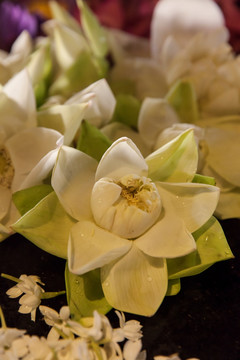 斯里兰卡佛牙寺鲜花供
