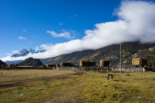 雪山 牦牛 藏族村寨