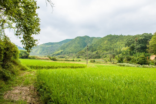 田野田园