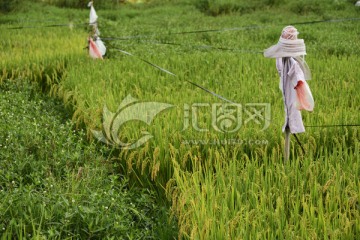 稻田和稻草人