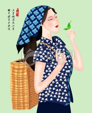 采茶女 茶农 采茶 茶