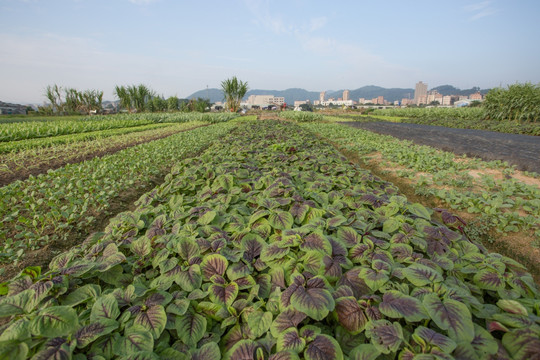 蔬菜种植