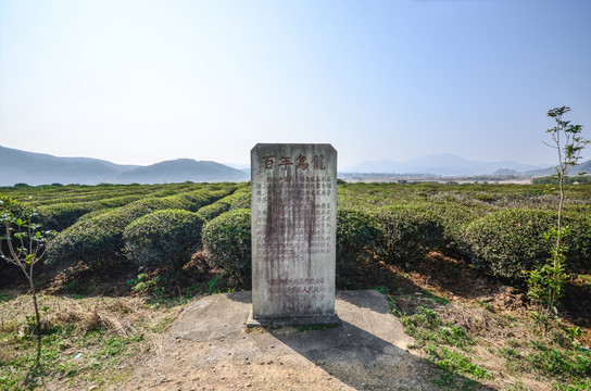 百年乌龙茶园 矮脚乌龙