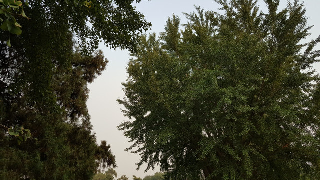 颐和园古树