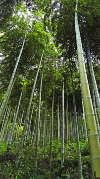 竹林