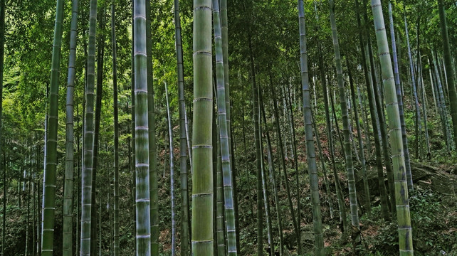 竹林