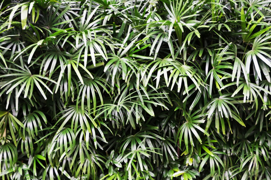 绿叶 植物背景墙