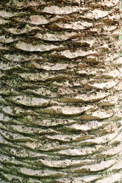 铁树 粗糙树皮