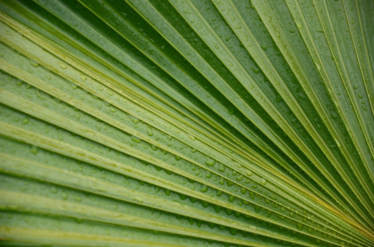 绿色植物