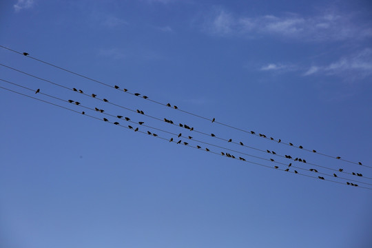 电线上的鸟群