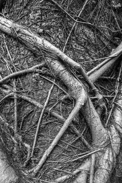 树根缠绕