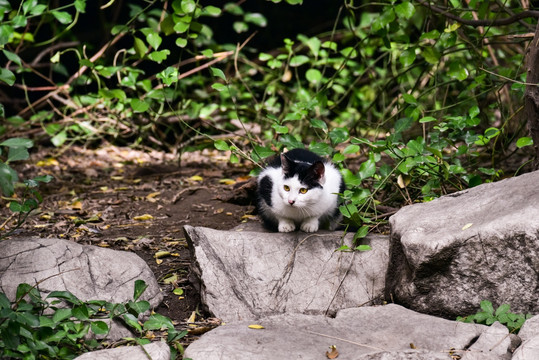 公园里的流浪猫