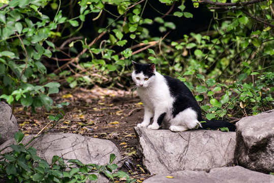 公园里的流浪猫