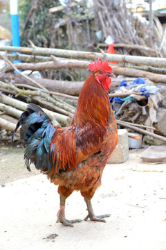 土鸡