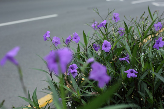 路边的紫色小花从