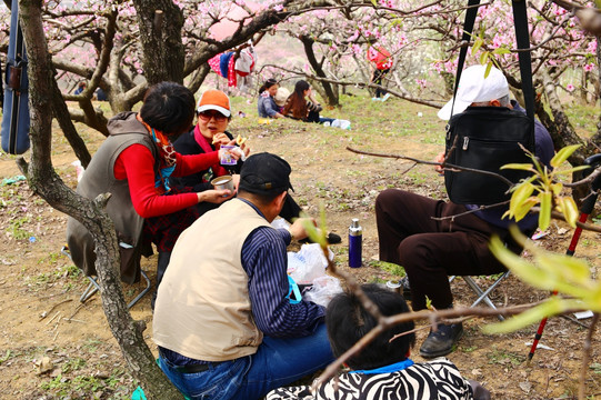 春游野餐的老人 老年生活