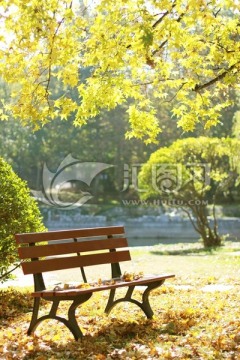 秋天的树叶 座椅