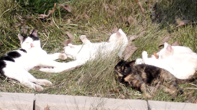 猫