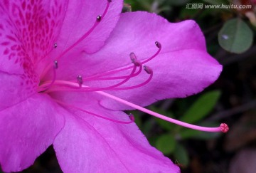 山杜鹃花