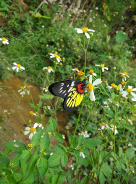 花色蝴蝶