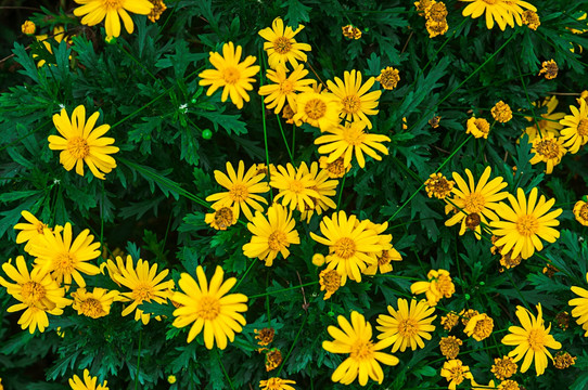 黄花