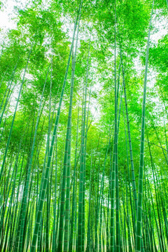 竹林