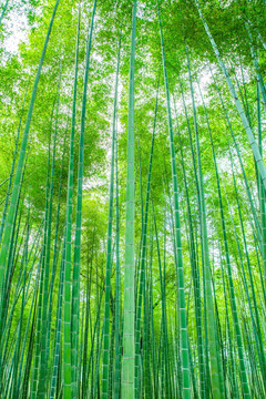 竹林