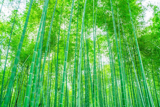 竹林